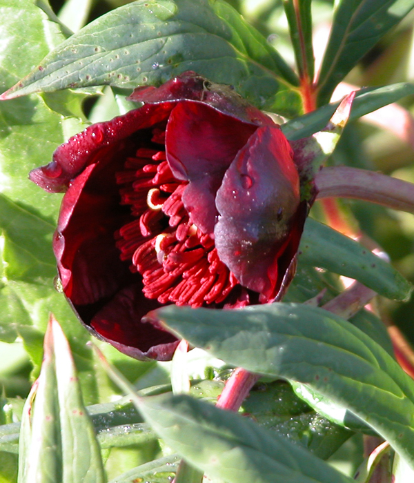 Delavay peony with red flowers () | Centro Botanico Moutan